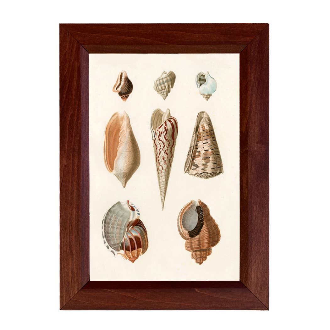 Sea Shells Vintage Print Behind Glass, 8-1/2" x 12"