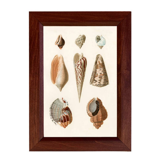 Sea Shells Vintage Print Behind Glass, 8-1/2" x 12"